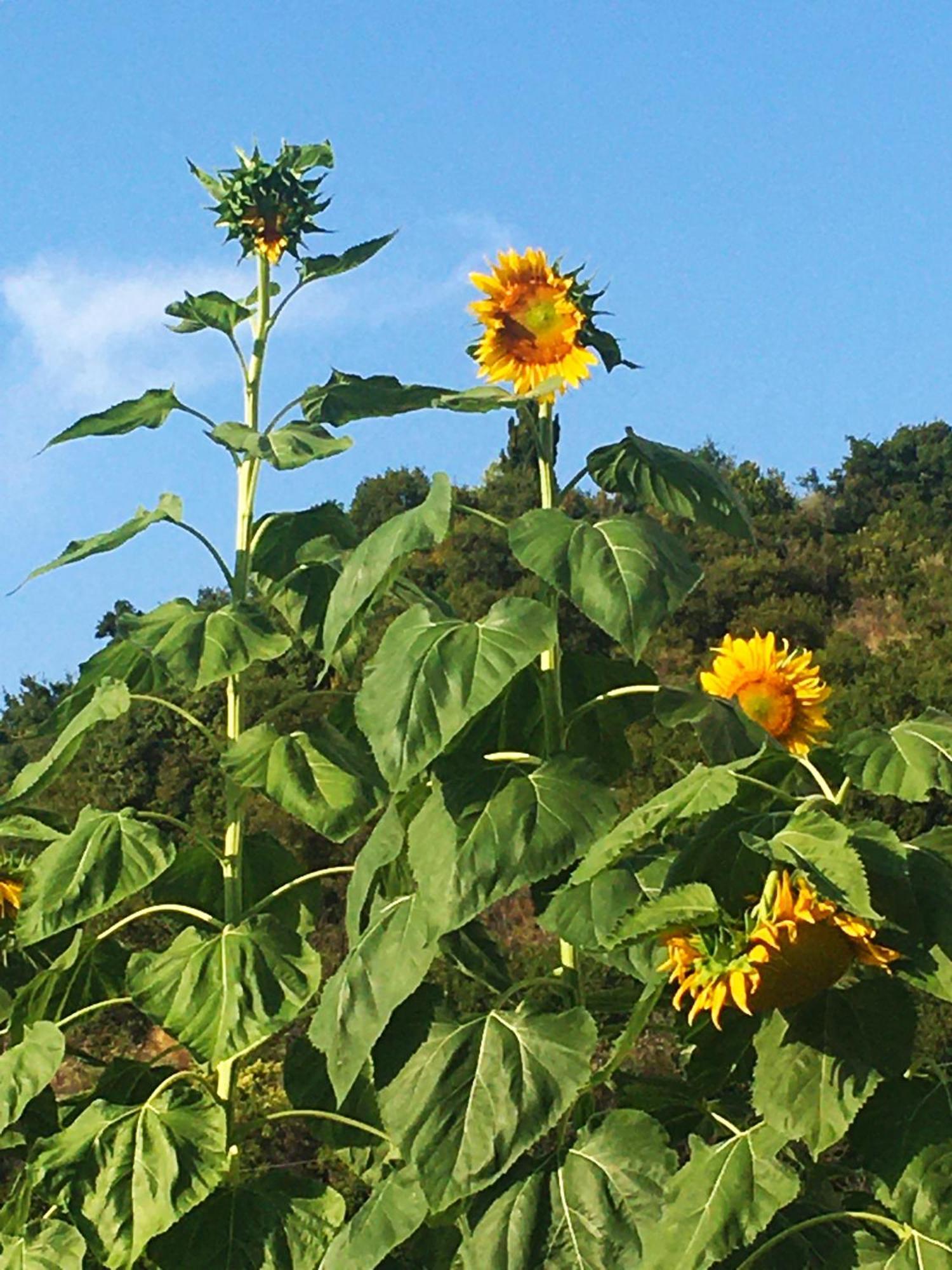 Sunflower Himara Екстериор снимка