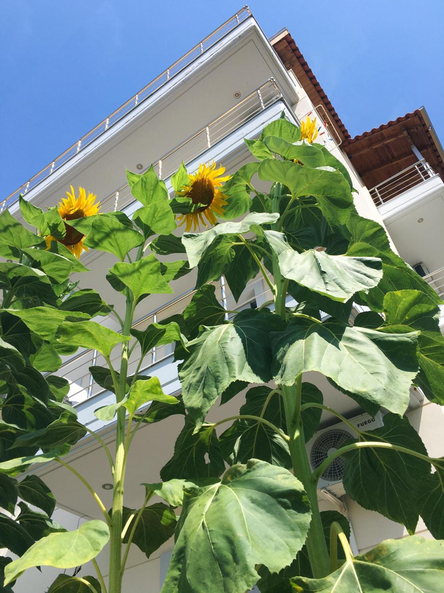 Sunflower Himara Екстериор снимка