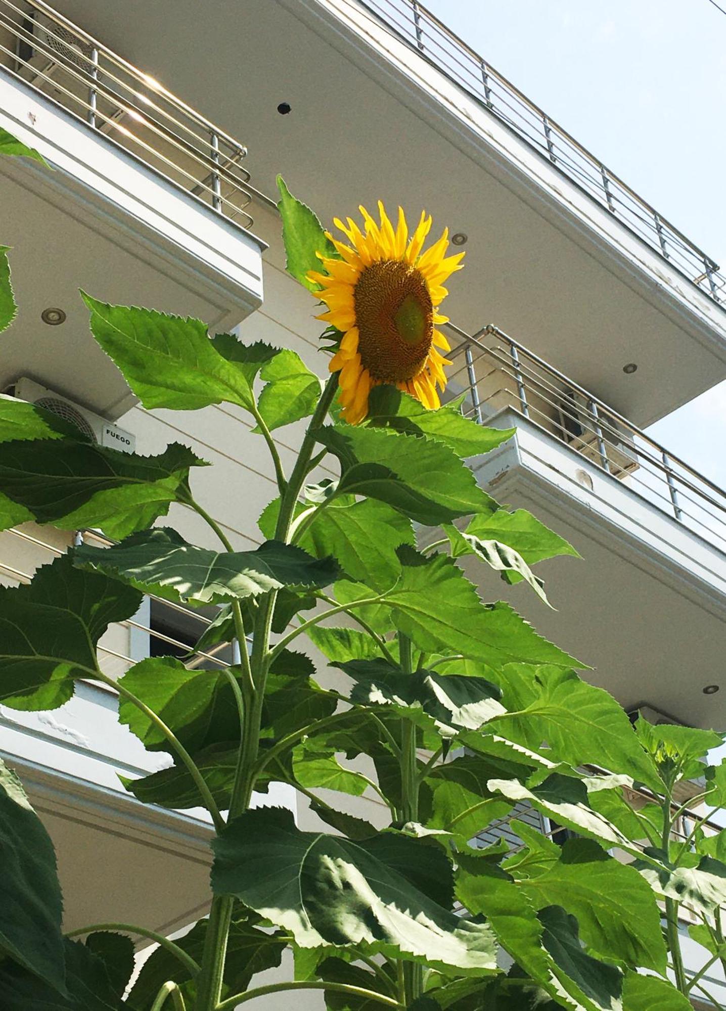 Sunflower Himara Екстериор снимка